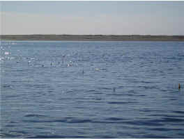 Fins1.jpg (67365 bytes)