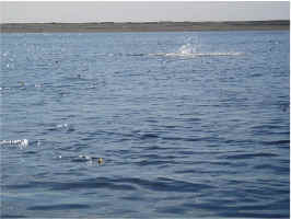 Fins2.jpg (81457 bytes)