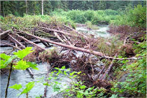 Float Log Jam Right1.jpg (145295 bytes)