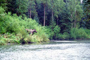 Float Moose1.jpg (101246 bytes)