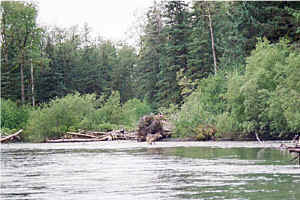Float Wolf3.jpg (101960 bytes)