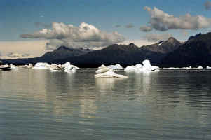 Harlequin Ice1.jpg (48277 bytes)