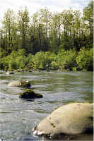 John West Fork10.jpg (204188 bytes)
