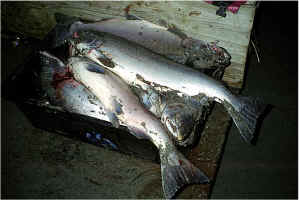 Kettle of Fish1.jpg (53048 bytes)