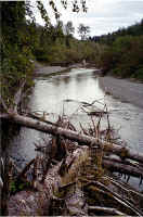 Logjam New1.jpg (111650 bytes)