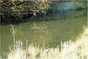 Silvers Middle1.jpg (69667 bytes)