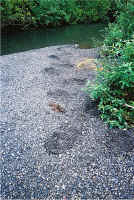 bigfoot_bigscat.jpg (461594 bytes)