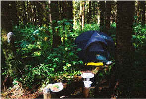 camp.jpg (159659 bytes)