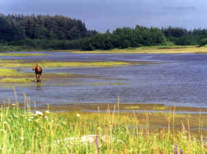 Middle_Italio_Moose.jpg (126133 bytes)