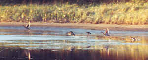 ducks1.jpg (172625 bytes)